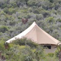Parkview Safari Lodge Tents 09